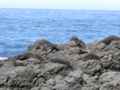 NZ seal colony